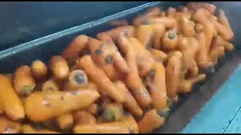 Мойка моркови. Овощемойка
