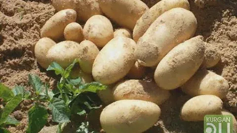 Египетская картошка из Пятёрочки